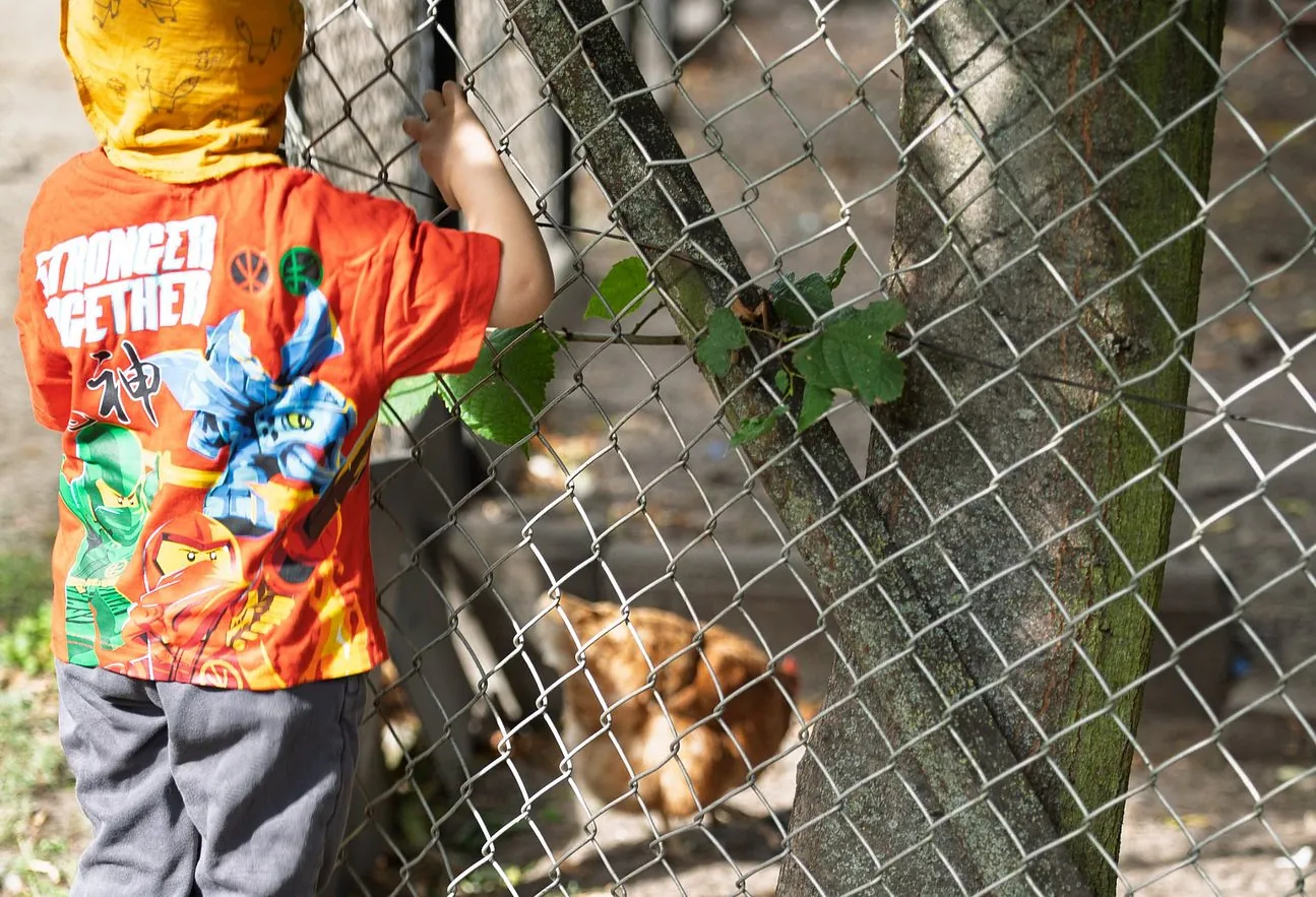 Kind in orangem T-Shirt und gelber Kapuze steht von hinten gesehen am Maschendrahtzaun und schaut einem braunen Huhn zu